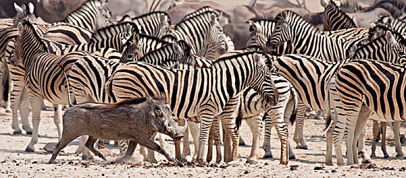 纳米比亚,埃托沙国家公园,疣猪,过去,牧群,斑马