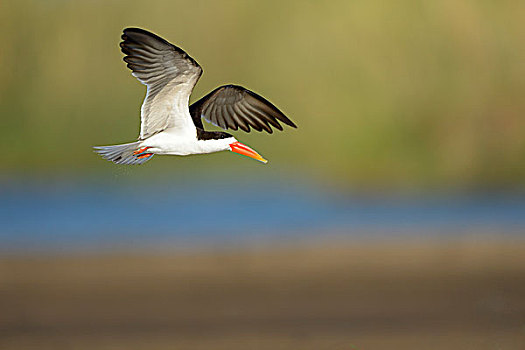 非洲,剪嘴鸥,飞行,赞比西河下游国家公园,赞比亚