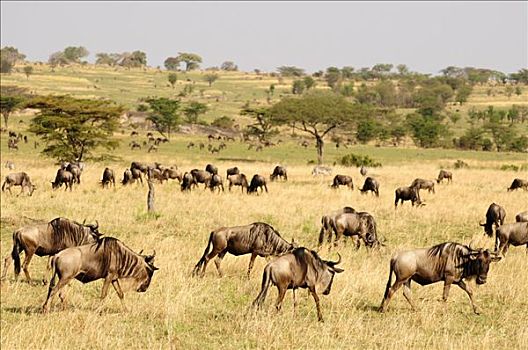 蓝角马,角马,迁徙,塞伦盖蒂国家公园,坦桑尼亚,非洲