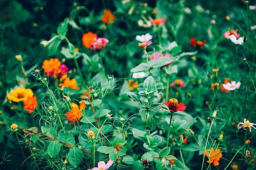 波斯菊,花丛