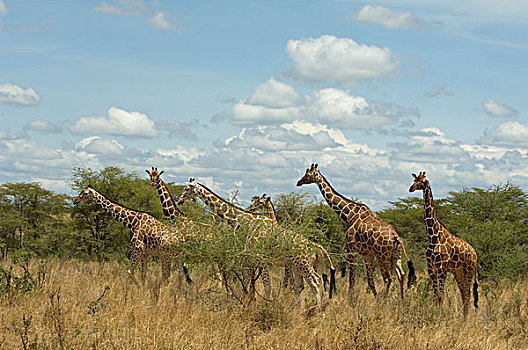 非洲,肯尼亚,长颈鹿,走,高,草
