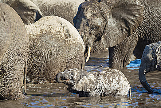 非洲象,饲养,牧群,水潭,埃托沙国家公园,纳米比亚,非洲