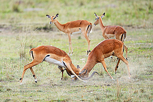 黑斑羚,争斗,雄性,雌性,后面,马赛马拉国家保护区,肯尼亚,非洲