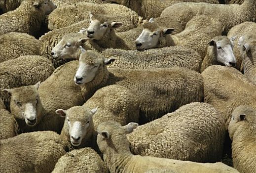 新西兰,绵羊