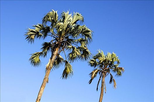 扇椰子,棕榈树