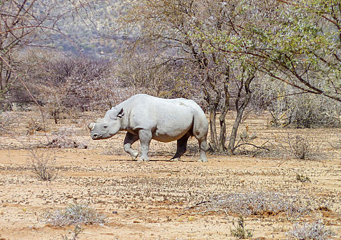 犀牛,纳米比亚