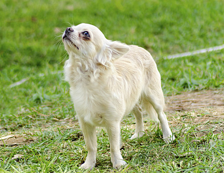 立耳狗品种图片