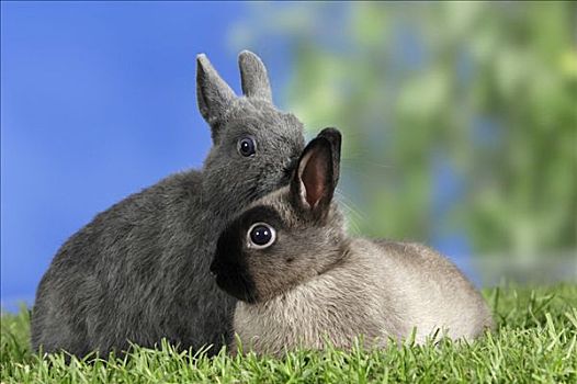 矮小,兔子