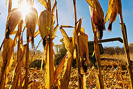 农业,风景,成熟,玉米,茎,联合收割机,收获,谷物,秋天,靠近,明尼苏达,美国
