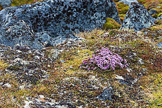 挪威,斯瓦尔巴特群岛,紫色,虎耳草属植物,石头,苔藓