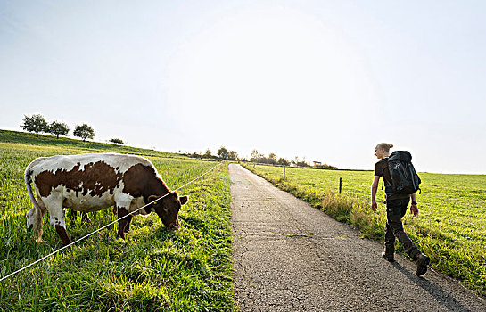 远足,母牛,德国