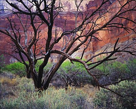 树,残枝,大峡谷国家公园,亚利桑那