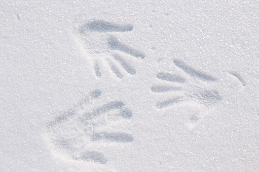 玩雪