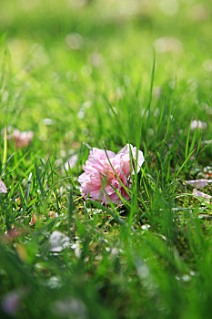 草地上的樱花
