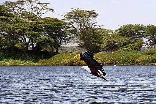 肯尼亚非洲水鸟-捕食的鹰