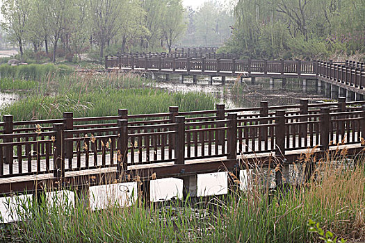 秦皇岛,戴河生态园,公园,湿地,环境,保护,原始,休闲,廊桥
