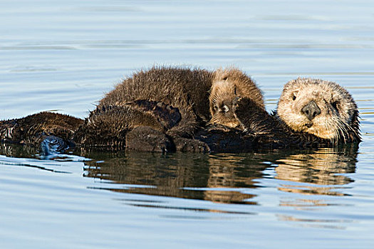 海獭,母亲,幼仔,低湿地,蒙特利湾,加利福尼亚