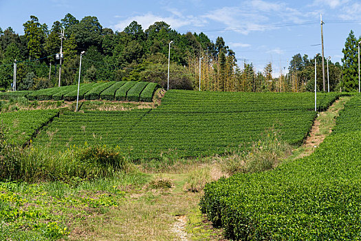 翠绿,茶,农场