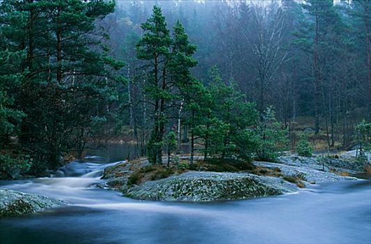 河,树林,瑞典