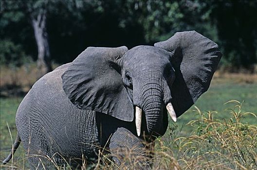 赞比亚,南卢安瓜国家公园,年轻,公象