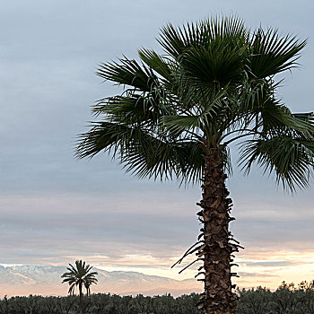 棕榈树,山,背景,阿特拉斯山脉,马拉喀什,摩洛哥