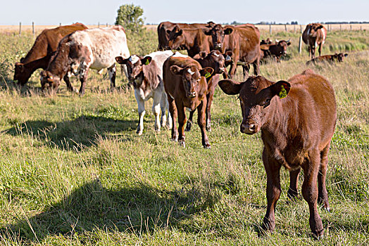 小,牧群,牛,地点,靠近,艾伯塔省,加拿大