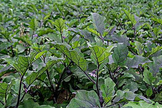 蔬菜大棚里的种的茄子