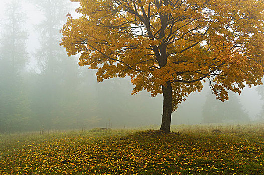 枫树,晨雾,巴登符腾堡,德国
