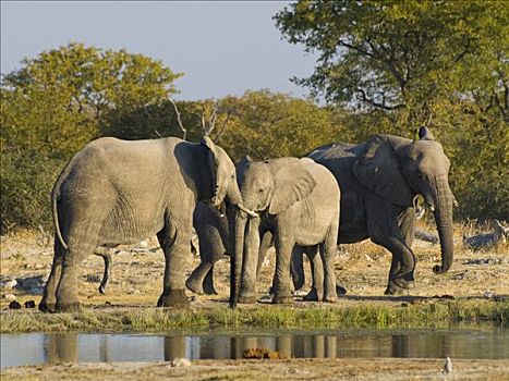 牧群,非洲,灌木,大象,非洲象,水坑,埃托沙国家公园,纳米比亚