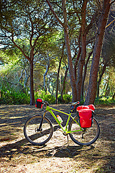 骑自行车,旅游,自行车,西班牙,挂包,松树,地中海,树林