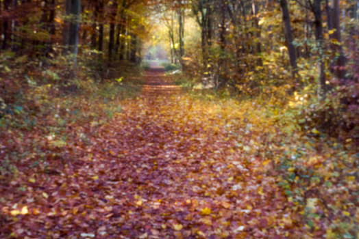树林,小路,秋天,摄影,美因茨,德国,欧洲