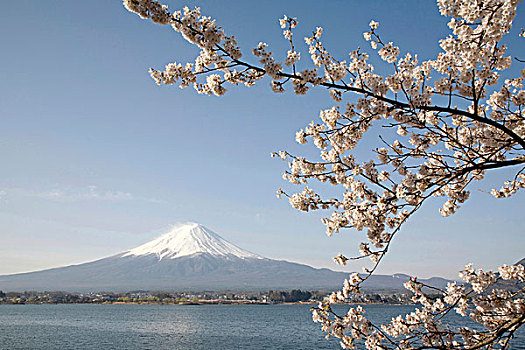 樱花,富士山,日本,亚洲