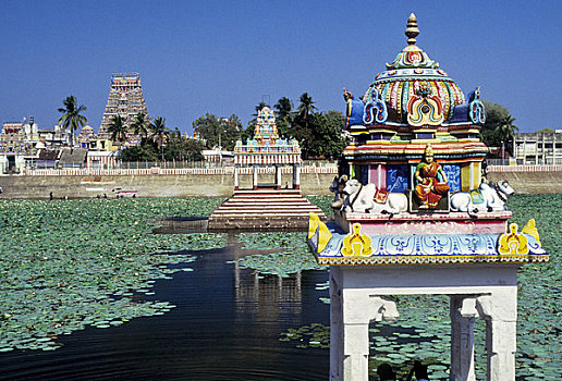 树,靠近,庙宇,钦奈,泰米尔纳德邦,印度