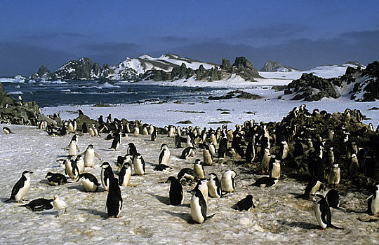 南极,岛屿,南设得兰群岛,帽带企鹅,生物群