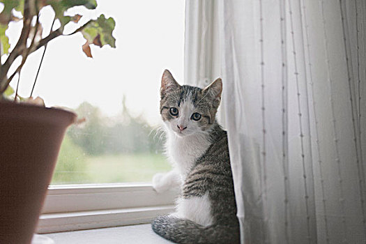 猫咪照片,坐,窗台