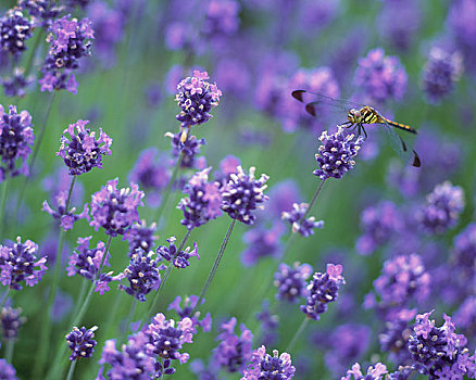 蜻蜓,薰衣草