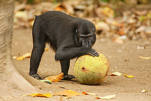 亚洲,印度尼西亚,苏拉威西岛,黑色,短尾猿,弥猴属,成年,玩,木菠萝