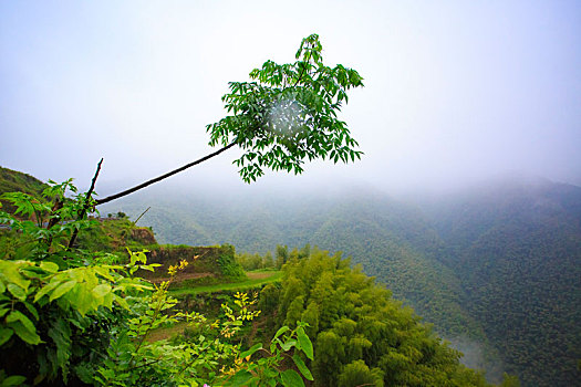 山,树林,雾气,云海,氤氲,绿色,树木,乡村