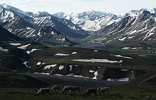 美国,阿拉斯加,放牧,北美驯鹿