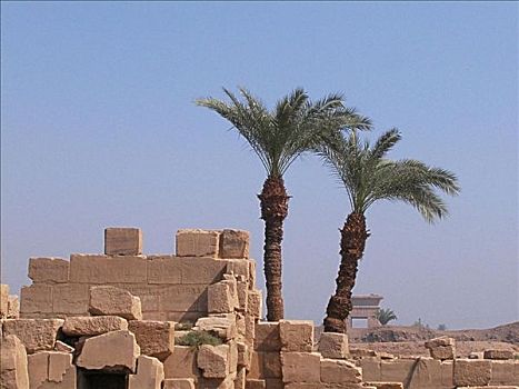 两个,棕榈树,靠近,石墙,卡尔纳克神庙,路克索神庙,埃及