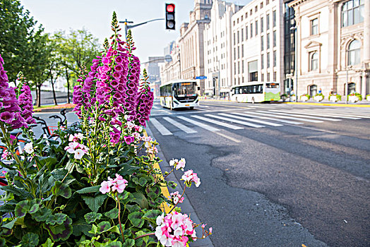 城市街边的花