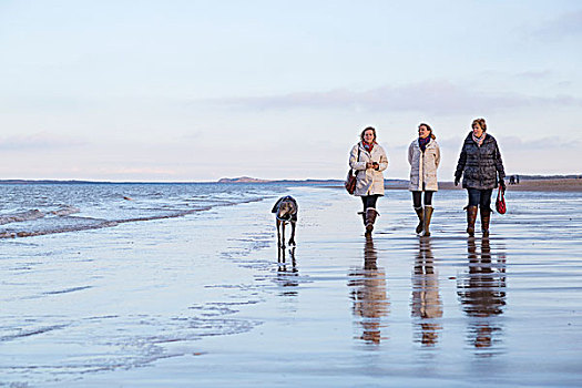 三个女人,走,海滩,狗