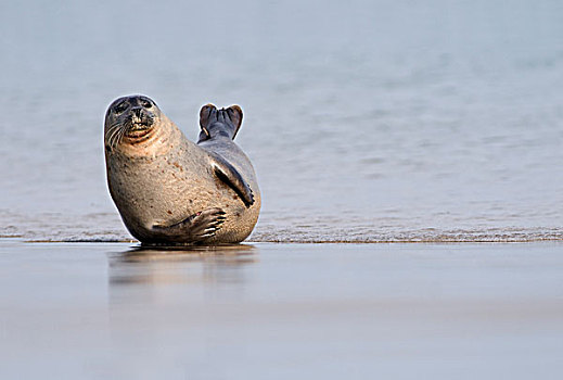 斑海豹,躺着,海滩,赫尔戈兰岛,德国