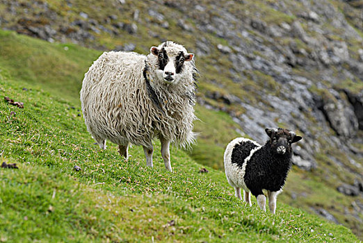 母羊,羊羔,靠近,法罗群岛,北方,大西洋