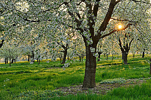 太阳,樱桃树,花,春天,巴登符腾堡,黑森林,黑森林地区,德国