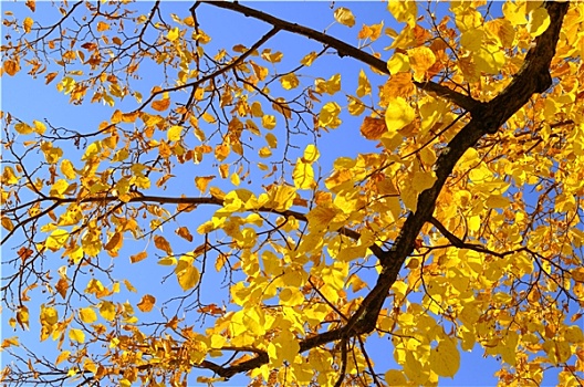 秋季,酸橙树,秋天