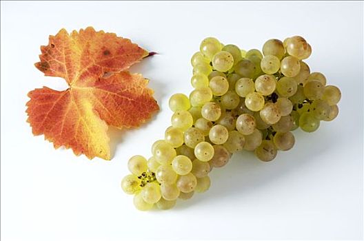 绿葡萄,品种,叶子