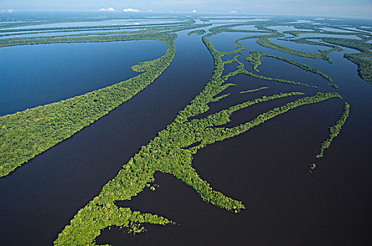 洪水,树林,亚马逊河,海豚,群岛,里奥内格罗,巴西