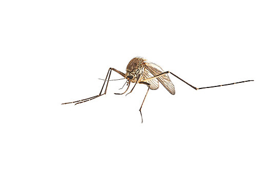 蚊子,白色背景,表面
