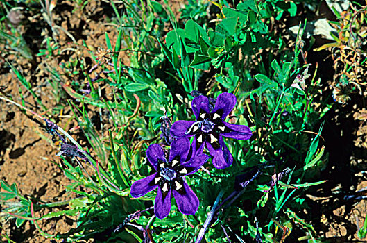 紫色,花,纳马夸兰,南非